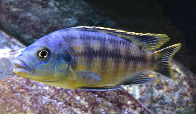 Petrotilapia genalutea 'Luwala Reef'